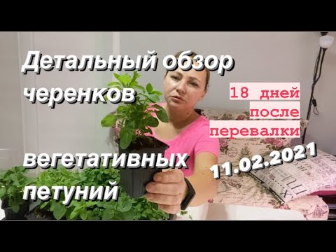 Купить Черенки Вегетативной Петунии В Воронеже