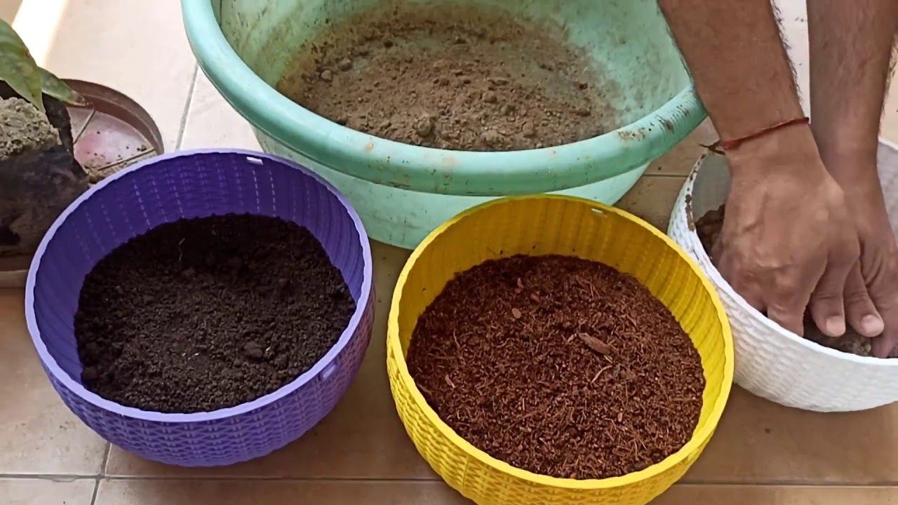 Ixora Plant Care 