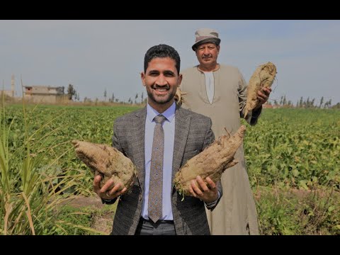 القزازين قصة أشهر وأقدم قرية تزرع بنجر السكر في مصر منذ عهد السادات