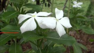 Madagascar periwinkle - Cayenne jasmine - Catharanthus roseus (White Color)
