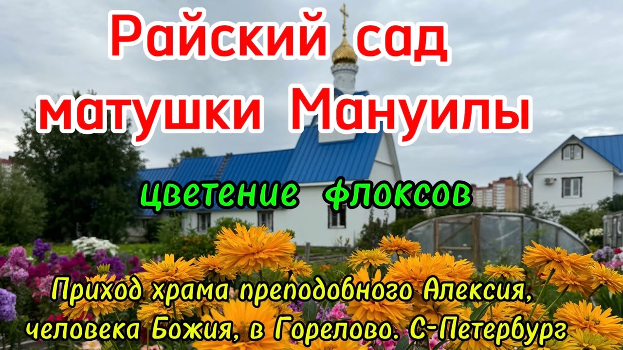 Райский сад матушки Мануилы. Цветение флоксов.