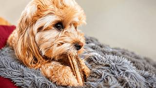 You Won’t Expect THIS Sound… Dog Chewing a Deer Antler (Super Crunchy ASMR)