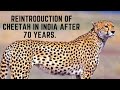 Cheetah Reintroduce In India After 70 Years. July 2022 Current Affairs.
