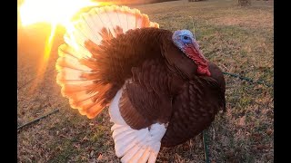 Tom Turkey Handshake!!! I Love My Beautiful Pet Turkeys!!!!