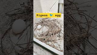 pigeon egg/ Guess how many days for it to hatch? #pigeon #nest #mishineetu17 #shorts