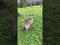 カンガルーの誕生と発達過程