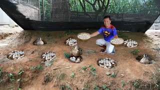How to Produce Hundreds of Duck Eggs Every Week! Brilliant Ideas for Raising Ducks & Vegetables!