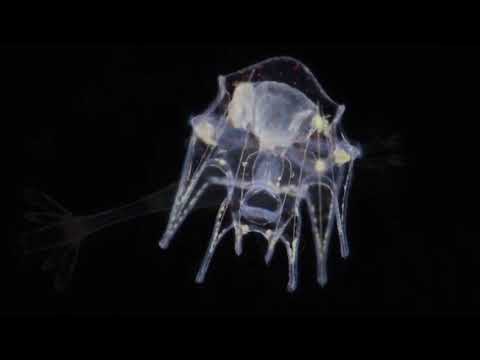 Plankton: Episode 19