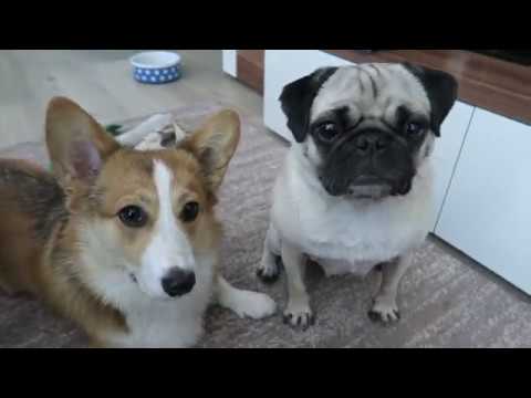 Hunde-Vlog 3 - Hunde-Vlog 3