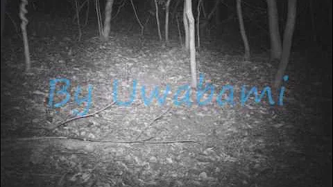 Rubbing wild boar.wmv