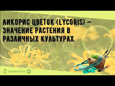 Ликорис цветок (Lycoris) — значение растения в различных культурах