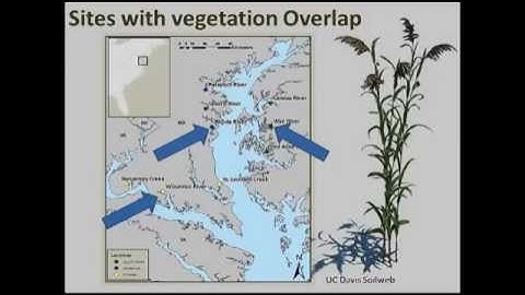 GLPC - Phragmites Management in the US: 40 years of Methods and Outcomes (9/30/14)