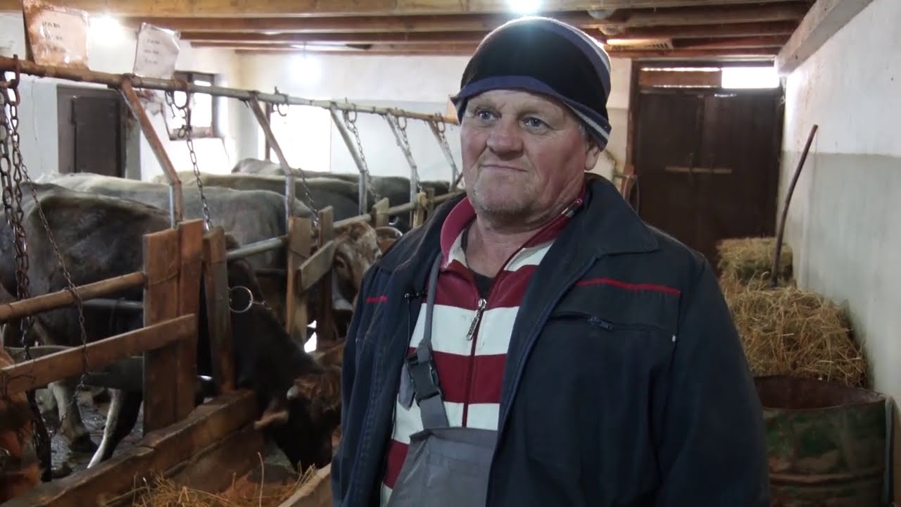 GATAČKO GOVEČE na Mokroj Gori