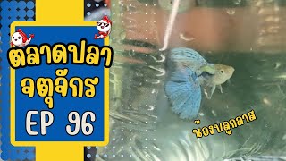 ทัวร์ตลาดปลาจตุจักร โซนลานเร่ EP 96 วันที่ 1 พ.ค. 67 ตอนรับวันหยุด วันแรงงาน