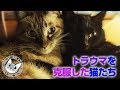 保護猫がトラウマを克服した２年半の経緯【ポンちゃん４才の誕生日】【Jean & Pont 1503.5】#トラウマ猫の心を癒す