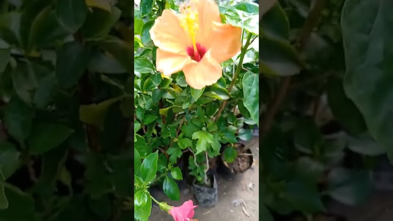 hibiscus plant online booking alloverIndia delivery #shorts #champanursery #youtubeshorts #bhagalpur