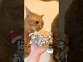 猫にケーキあげてみた！ #shorts