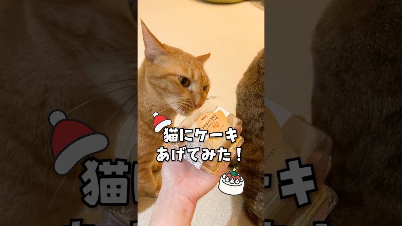 猫にケーキあげてみた！ #shorts