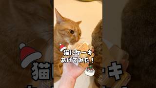 猫にケーキあげてみた! #shorts