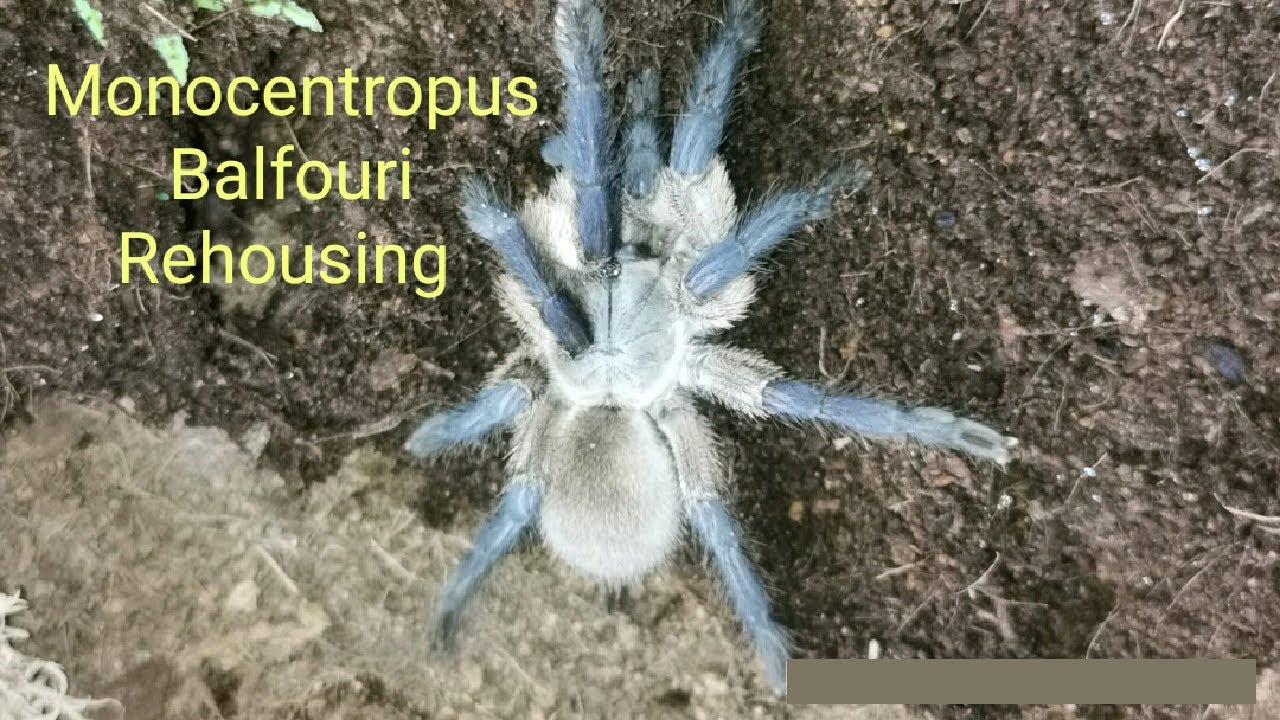 Monocentropus Balfouri Rehousing