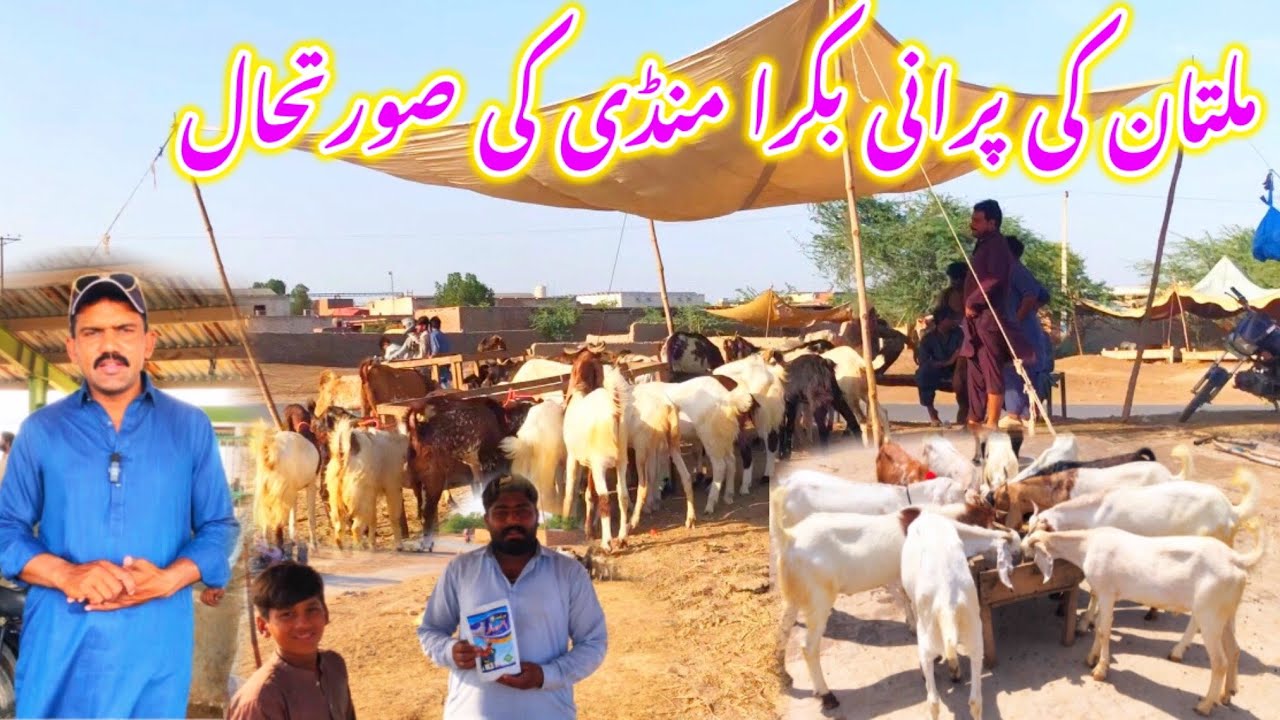 Multan Old Bakra Mandi | update & rates | Barkat Farm