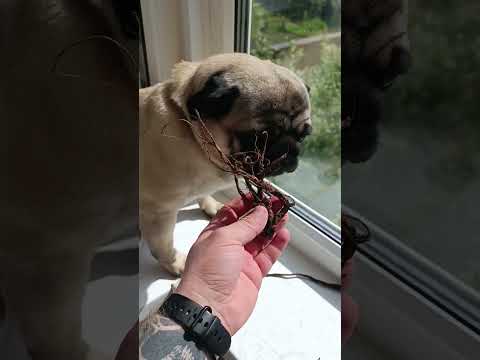 Video: Šuo briaunos judesių dekodavimas