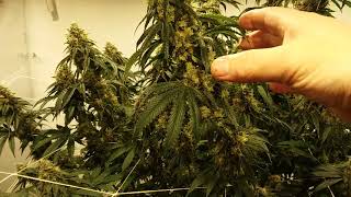 Vivosun MH and Harvest Update