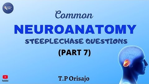 CEREBELLUM||Common NEUROANATOMY STEEPLECHASE Questions (Part 7)