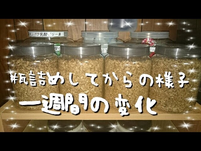 菌糸ブロックを購入し菌糸瓶(菌糸ボトル)に詰めて一週間経過しました【菌糸瓶作成動画】【菌糸ブロック】【初心者オオクワガタ飼育】 - YouTube 菌糸ブロックを購入し菌糸瓶(菌糸ボトル)に詰めて一週間経過しました【菌糸瓶作成動画】【菌糸ブロック】【初心者オオクワガタ飼育】 - YouTube