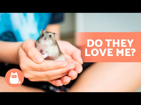 How to KNOW if My HAMSTER LOVES ME 🐹 (5 Signs to Look Out For)