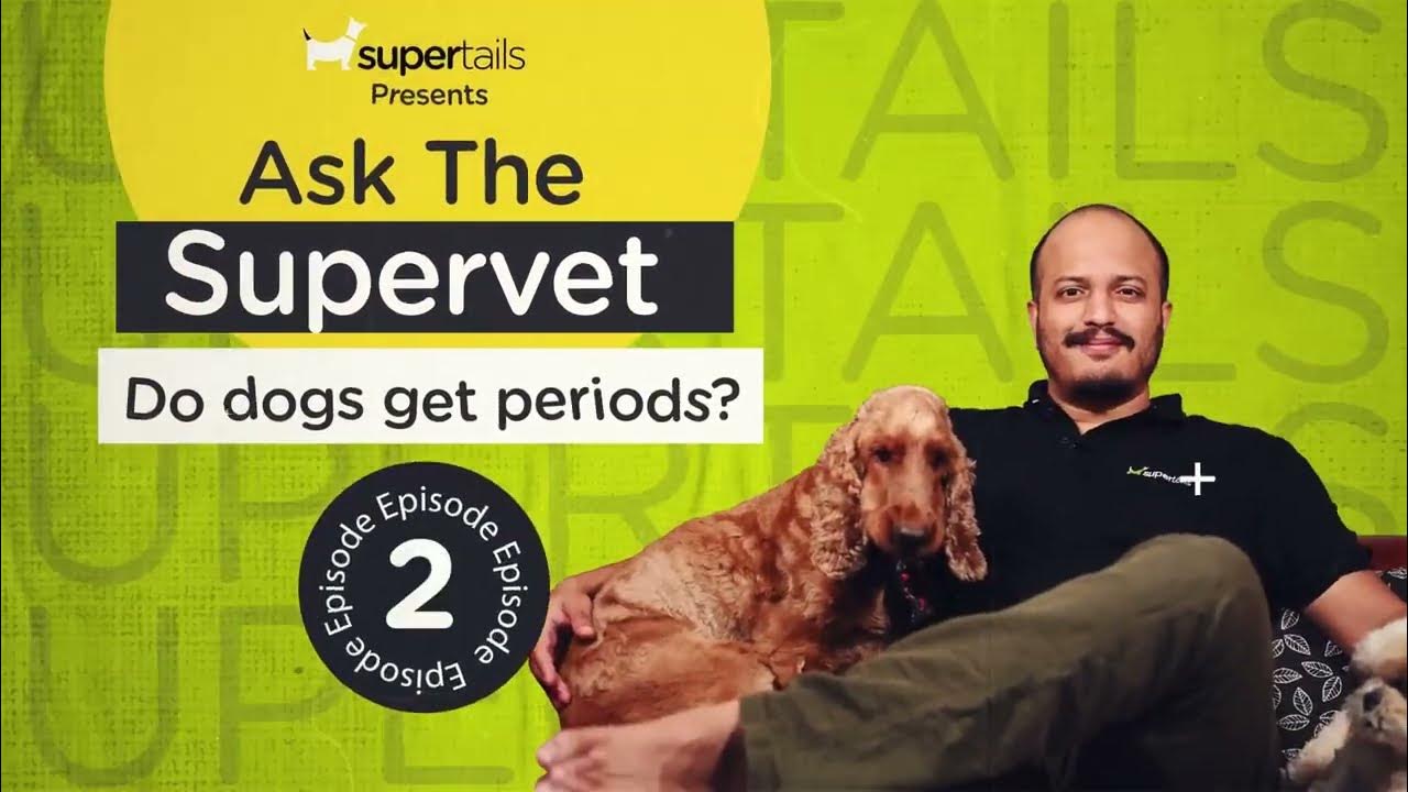 do-dogs-get-periods-ask-the-super-vet-supertails-youtube