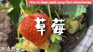 史上最强草莓防虫、防鸟攻略，保证没谁能偷得了您的香甜大草莓！