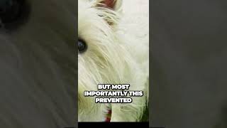 West Highland White Terrier  The Reason Behind the White Colored Coat