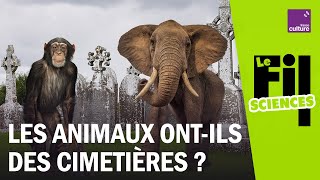 Sommes-Nous Les Seuls À Enterrer Nos Morts ?