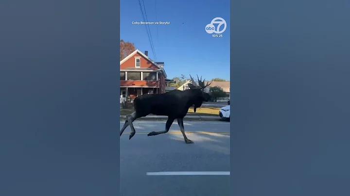 Moose on the Loose leads police on High-speed chase