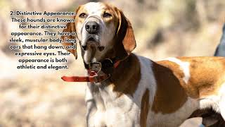 5 facts about the American English Coonhound by Daily Life With Dogs 2 views 7 months ago 1 minute, 12 seconds