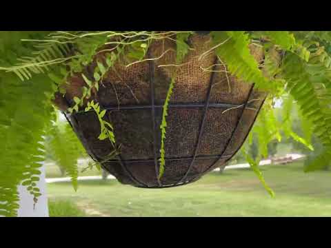 ვიდეო: შეიტყვეთ მეტი Coconut Planter Liners-ის შესახებ