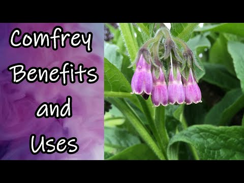Video: Comfrey Herb Plant - Իմացեք Կոմֆրիի տարբեր կիրառումների մասին այգիներում