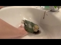 Agapornis Roseicollis Dandose un Baño Camara Lenta / Lovebird Taking a Bath Slow Motion