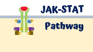 JAK-STAT Signaling Pathway: Animated Explanation (4K)