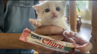 Inaba Churu Sabor Atún con Salmón video