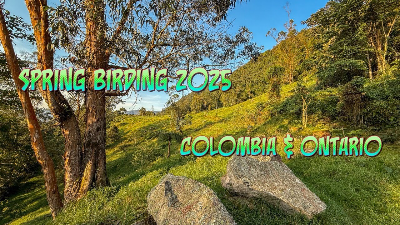 Spring Birding - 2025