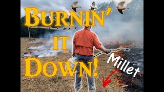 Well that was awesome.. BURNING Brown Top Millet for Doves