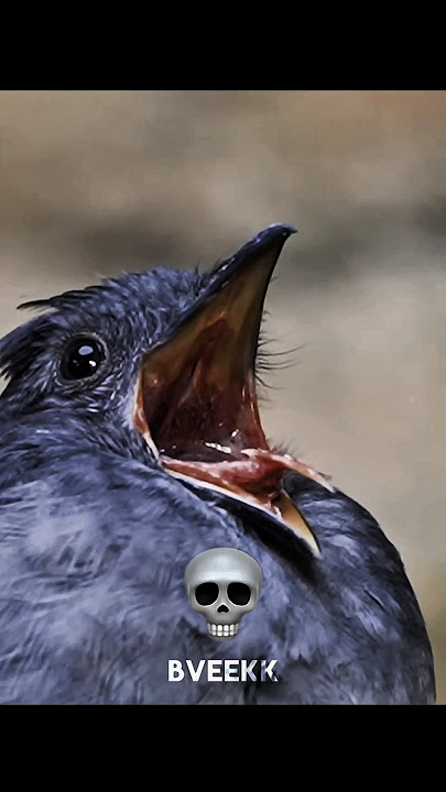 Birds Sound Can't Be Real 💀