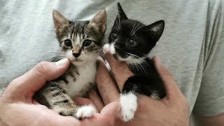 The kittens were hiding in the trash. The story of two homeless kittens Richik and Margosha.