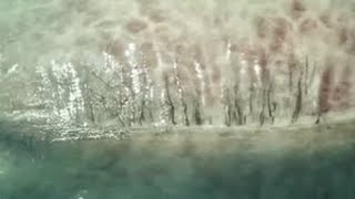 #ai #猎奇 #神秘 #未知生物 #海洋生物