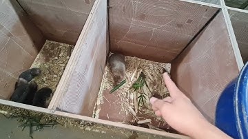 Dúi Rừng Đã Đẻ Sau Nhiều Lần Ghép Đôi Và Mẹ Dúi Mới Đẻ Không Thể Tha Thứ