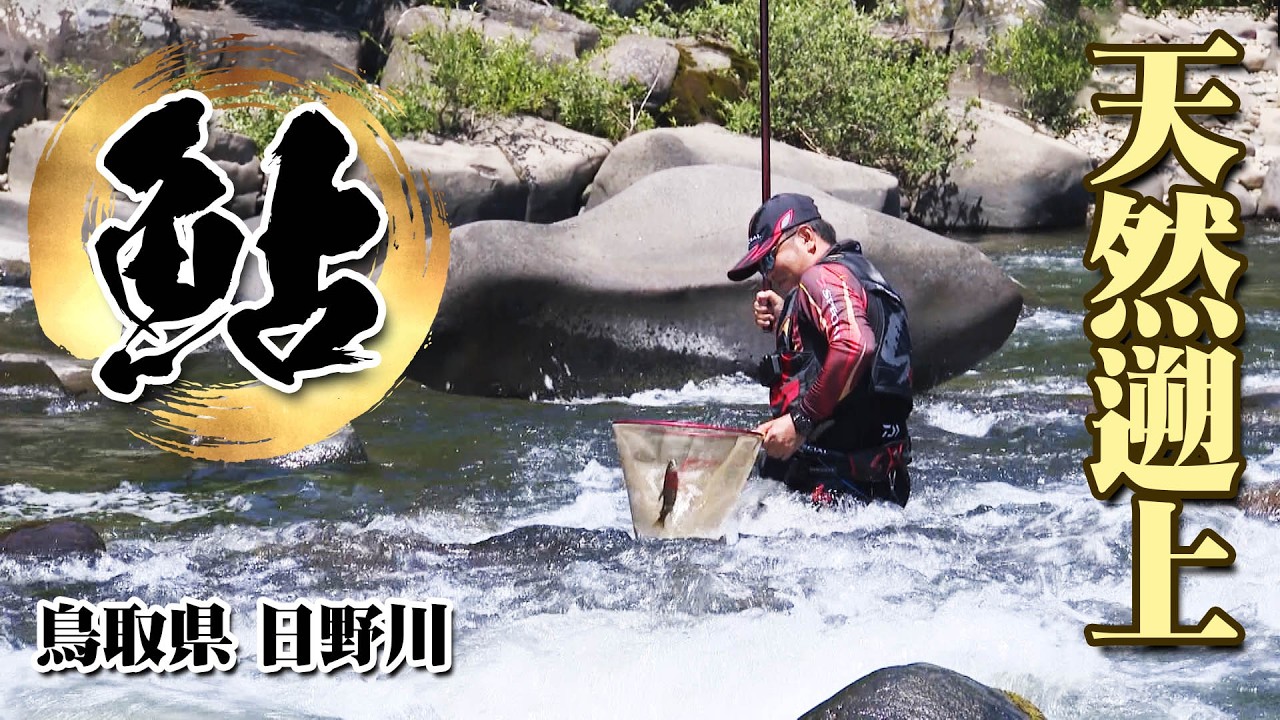 Ayu fishing season is just around the corner! A close look at