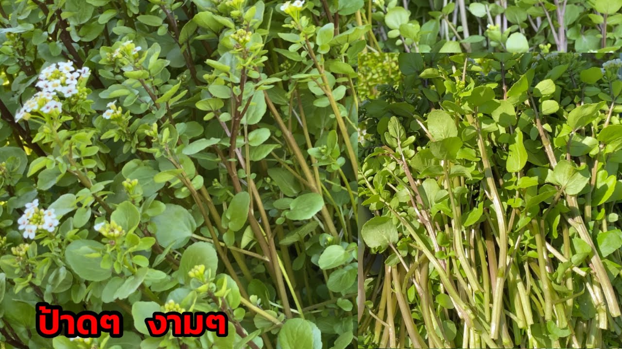 เก็บผักกาดป่า สลัดน้ำออกเต็มคลองน้ำยอดกรอบๆอวบๆ เยอรมันเรียก  Beunnenkresse