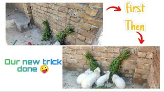 we have done new trick 😜. #pets #viral #rabbit
